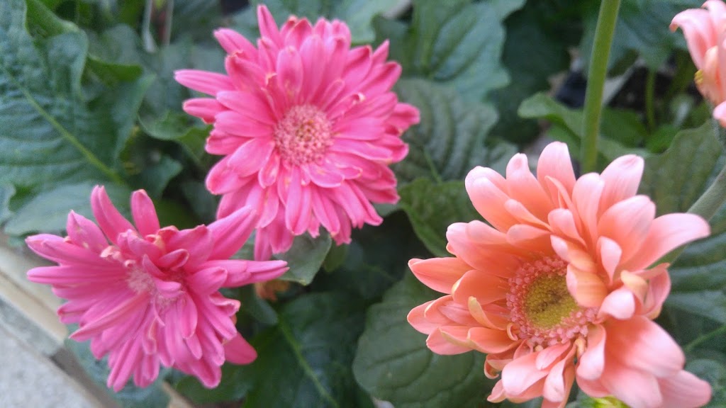 Sunrise Gardens | 3605 Lapeer Rd, Port Huron, MI 48060, USA | Phone: (810) 985-3531