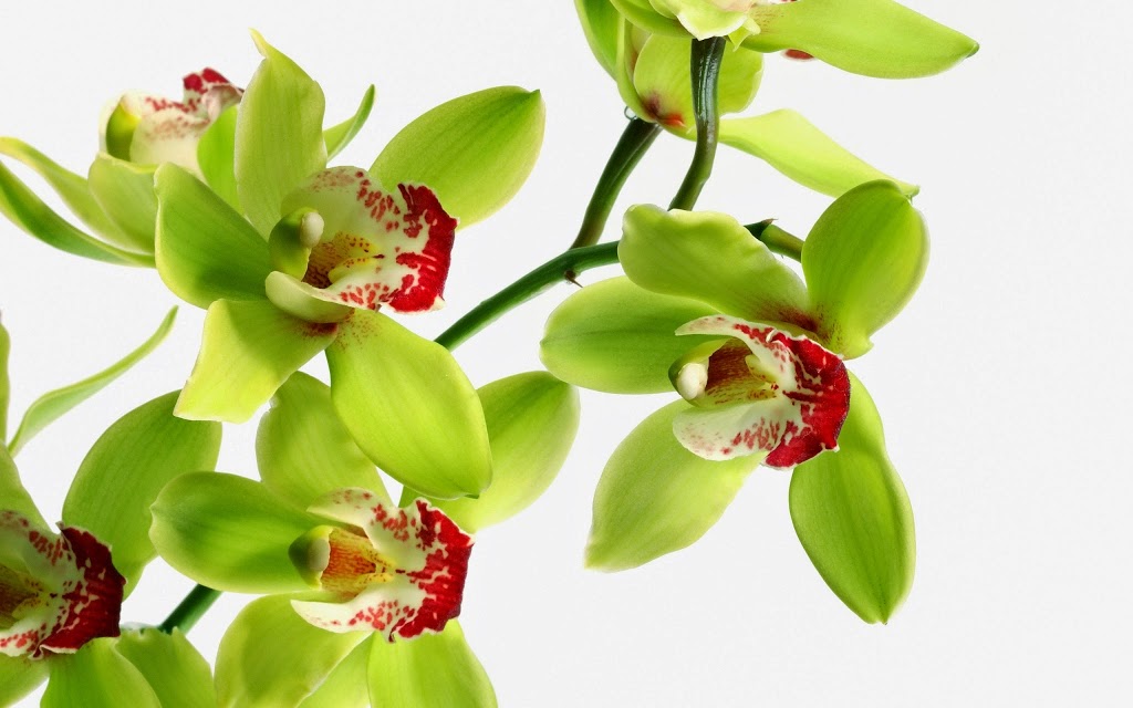 Décor en Fleurs | 156 Boulevard Cartier, Beloeil, QC J3G 3E3, Canada | Phone: (450) 446-4910