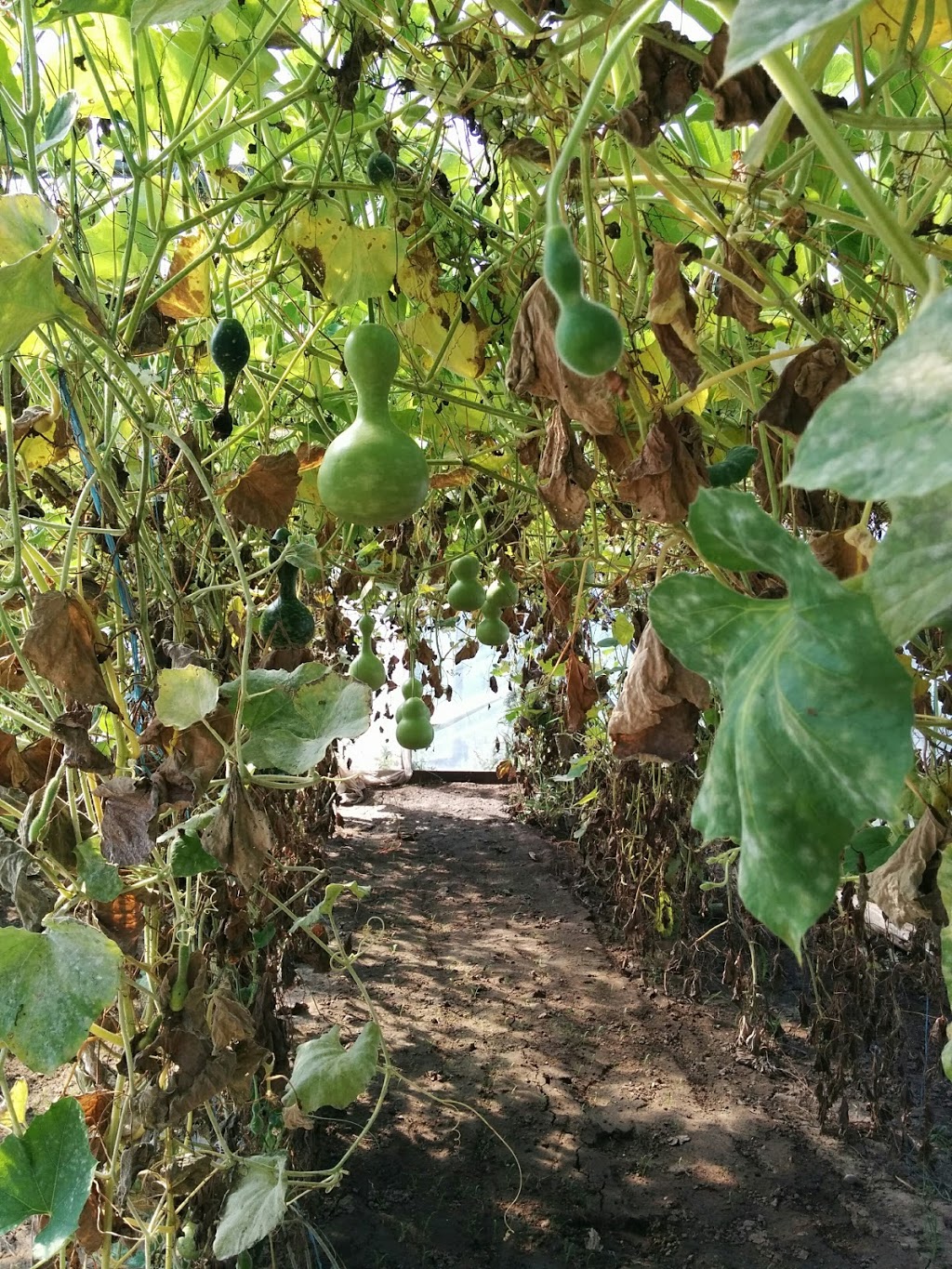 Lunar Rhythm Gardens, Organic CSA Farm | 253 Gray Rd, Janetville, ON L0B 1K0, Canada | Phone: (905) 986-9612