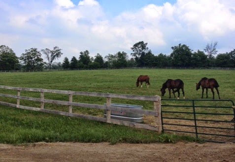Meadowlarke Stables | 5154 3 Line, Acton, ON L7J 2L8, Canada | Phone: (800) 295-0419
