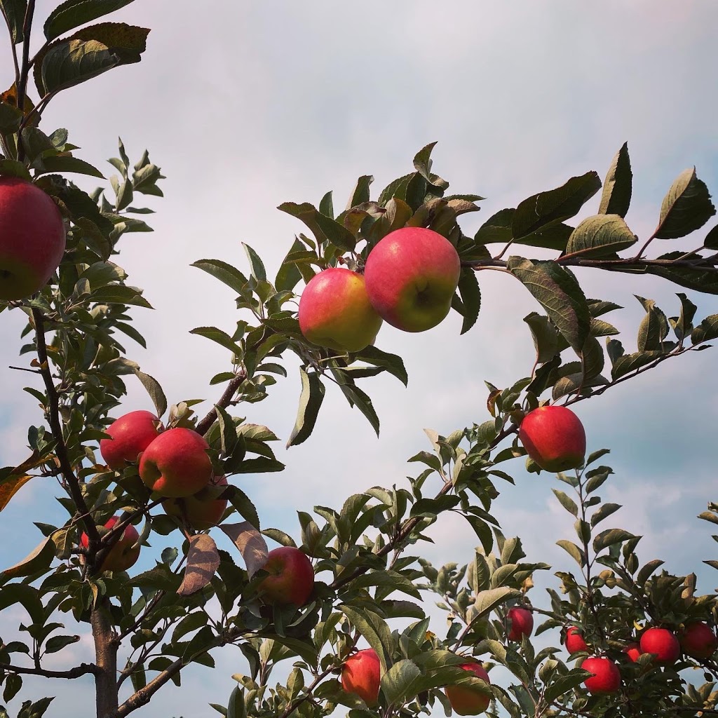 Archibald Orchards & Winery | 6275 Liberty St N, Bowmanville, ON L1C 6L1, Canada | Phone: (905) 263-2396