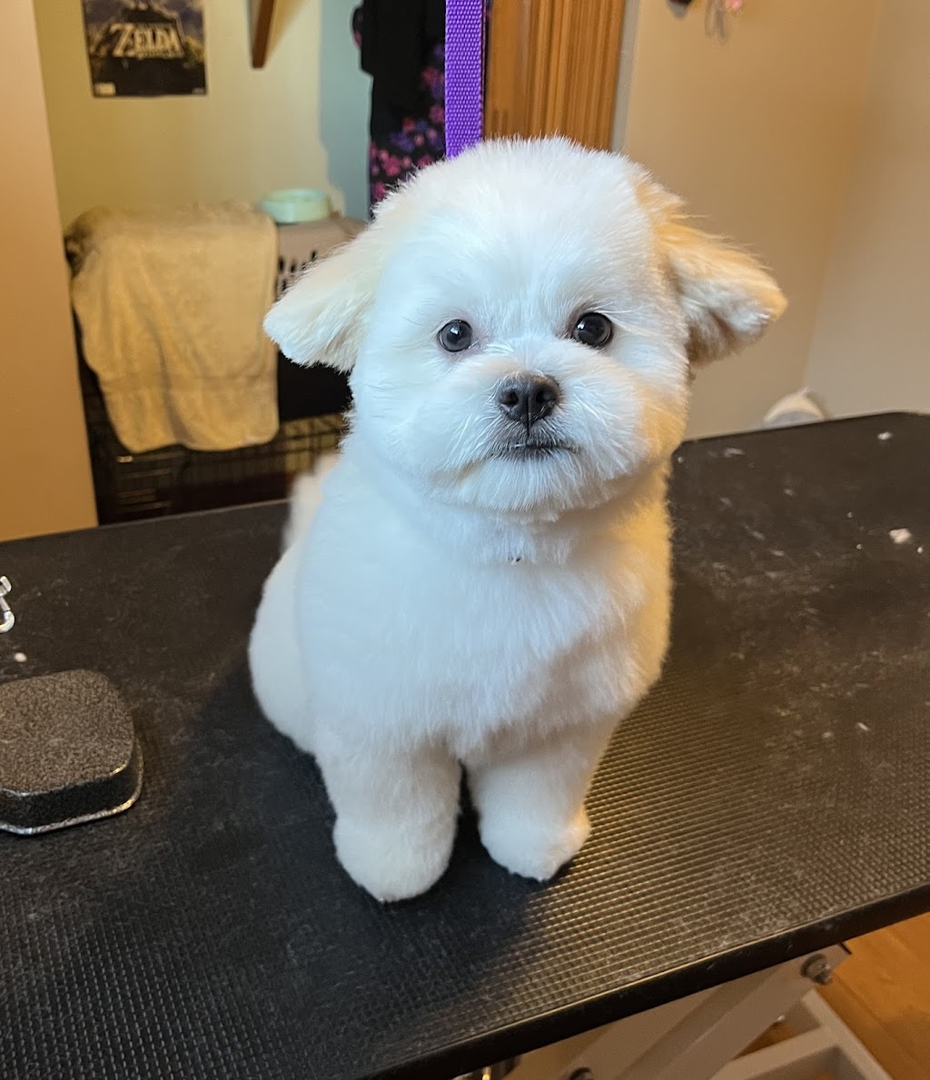 Inu Grooming | 44 Ave NW, Calgary, AB T2K 0J2, Canada | Phone: (587) 597-7858