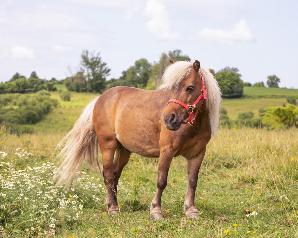 Harmony Farm Rice Lake | 245 Hannah Rd, Bailieboro, ON K0L 1B0, Canada | Phone: (705) 957-1678