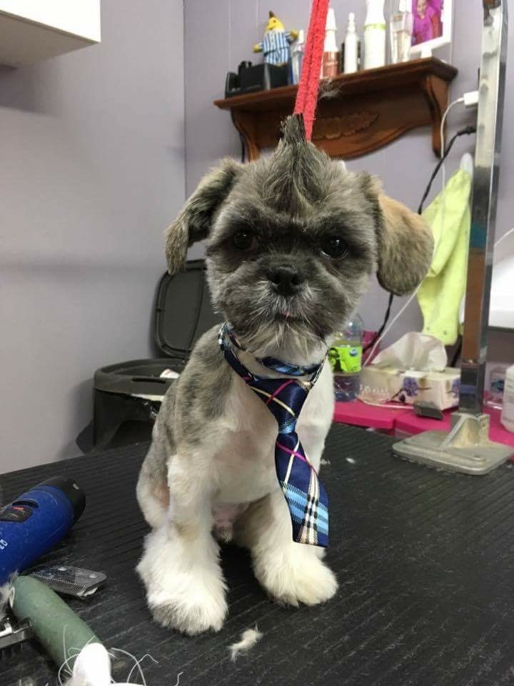 Toilettage Betes et Poils | 53 Rue St Pierre Local 101, Saint-Constant, QC J5A 1B9, Canada | Phone: (514) 710-2868