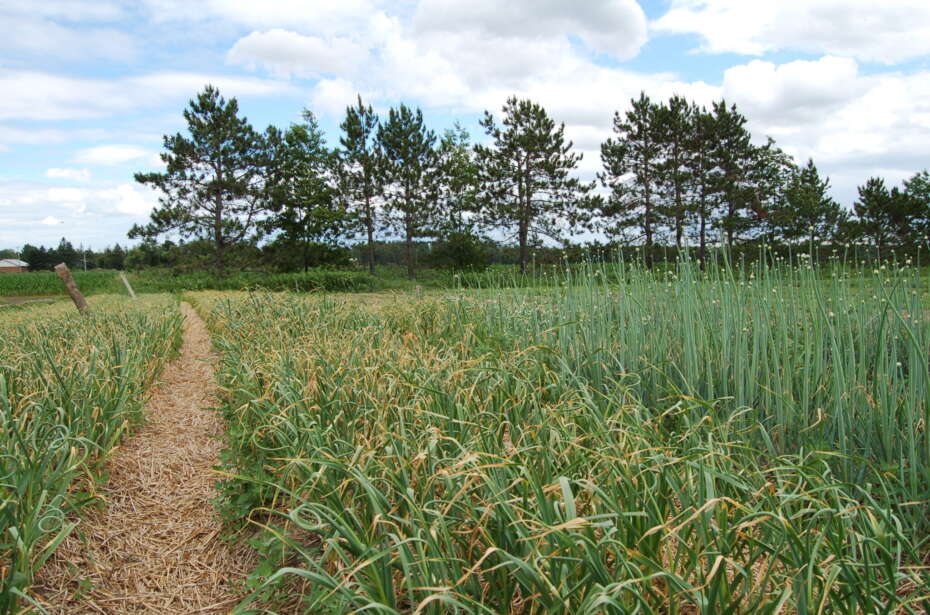 Les Jardins Russell | 1412 Chem. de la Côte Georges, Saint-Roch-de-lAchigan, QC J7K 3C2, Canada | Phone: (514) 560-5680