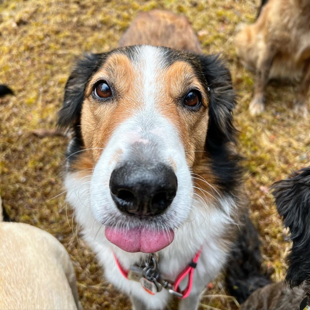 Pacific Dogwood Dogs | Adventure Dog Walker & Boarding | 2866 Leigh Rd, Langford, BC V9C 2P6, Canada | Phone: (250) 667-3704