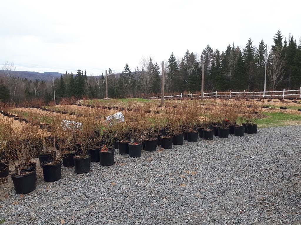 Bleuetiere-framboisiere Ste-Lucie | 520 Chemin des Hauteurs, Sainte-Lucie-des-Laurentides, QC J0T 2J0, Canada | Phone: (450) 228-4567