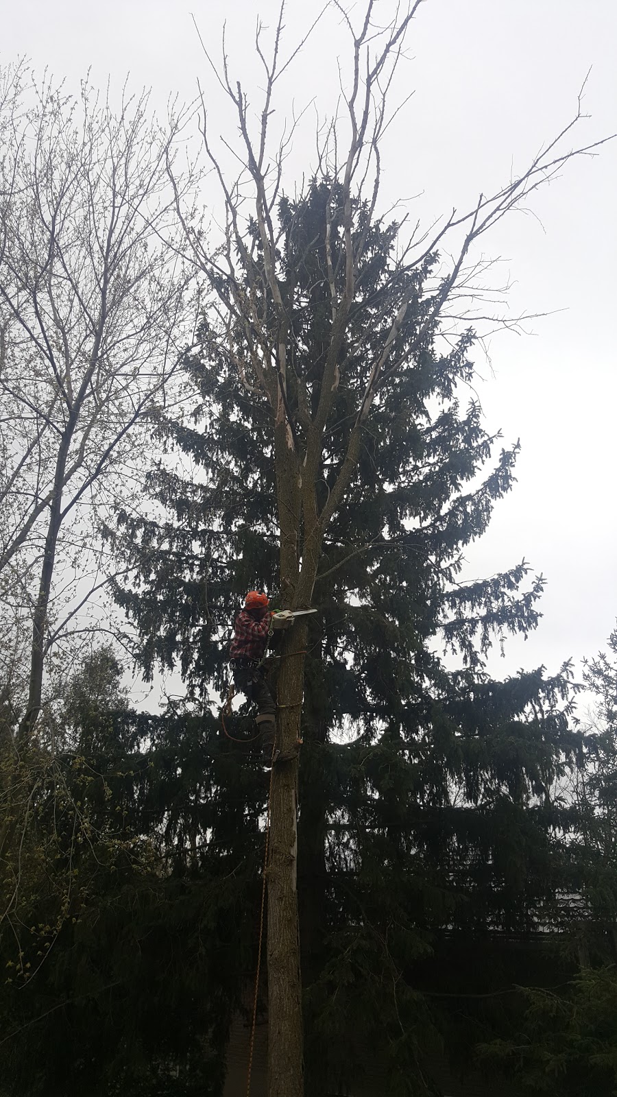 MW Tree Services | RR5, 7706 Wellington 22, Guelph, ON N1H 6J2, Canada | Phone: (519) 831-9848