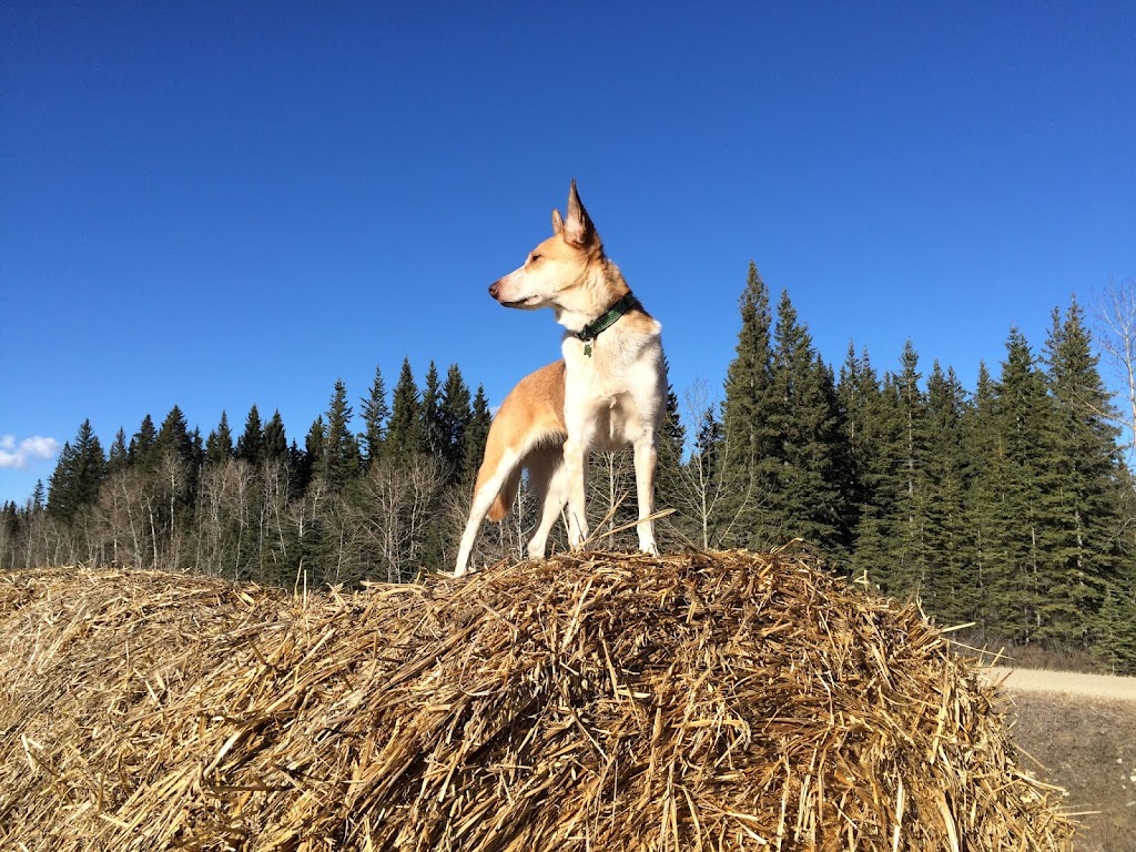 Cedarwood Veterinary & Animal Emergency Hospital | 7644 50 Ave, Red Deer, AB T4P 2A8, Canada | Phone: (403) 347-2676