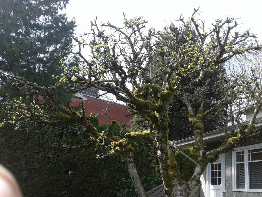 Hedge PRO Trimming | 231 Eighth St #304, New Westminster, BC V3M 3P8, Canada | Phone: (604) 417-4211