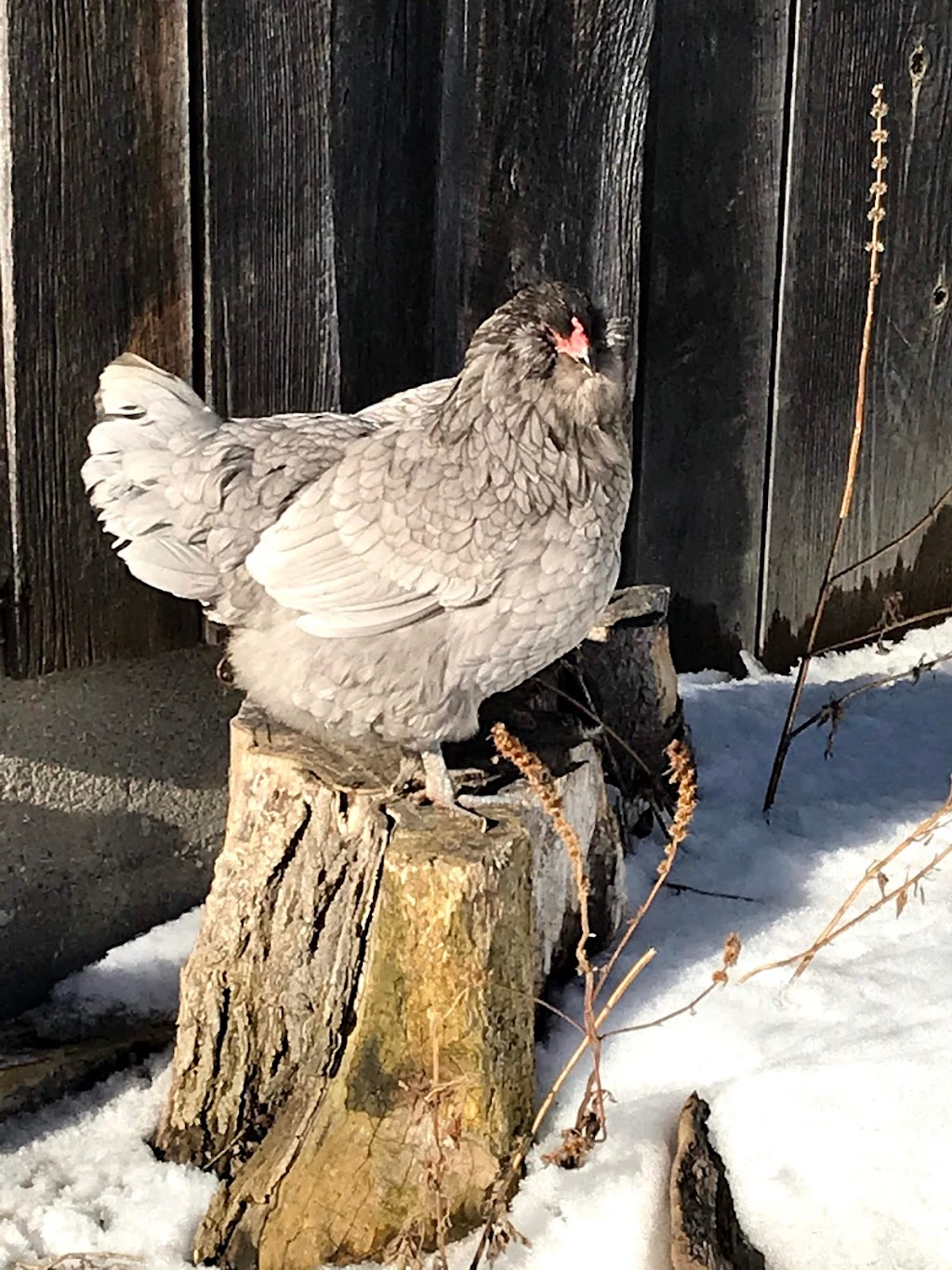 Chickadee Hill Farm | 18249 Shaws Creek Rd, Alton, ON L7K 1L2, Canada | Phone: (519) 350-6411