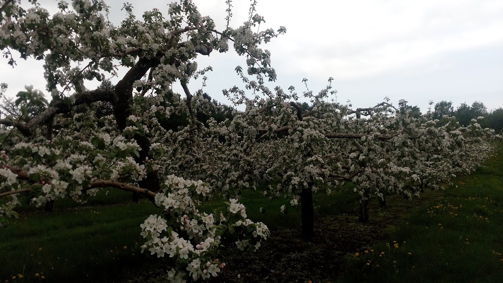 Cidrerie La Pomme du St-Laurent Inc | 503 Chemin Bellevue O, Cap-Saint-Ignace, QC G0R 1H0, Canada | Phone: (418) 246-5957