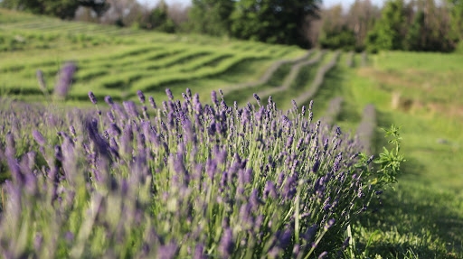 Kelso Lavender | 8649 Appleby Line, Campbellville, ON L0P 1B0, Canada | Phone: (647) 473-4007