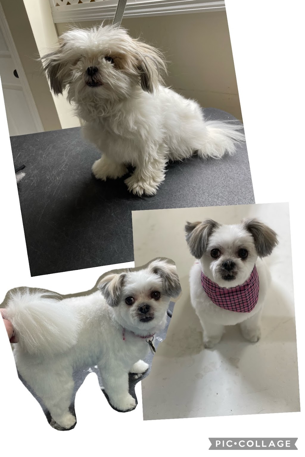 Top knotch companion dog grooming | 404 2 Ave, Keoma, AB T4A 1G6, Canada | Phone: (403) 700-8486