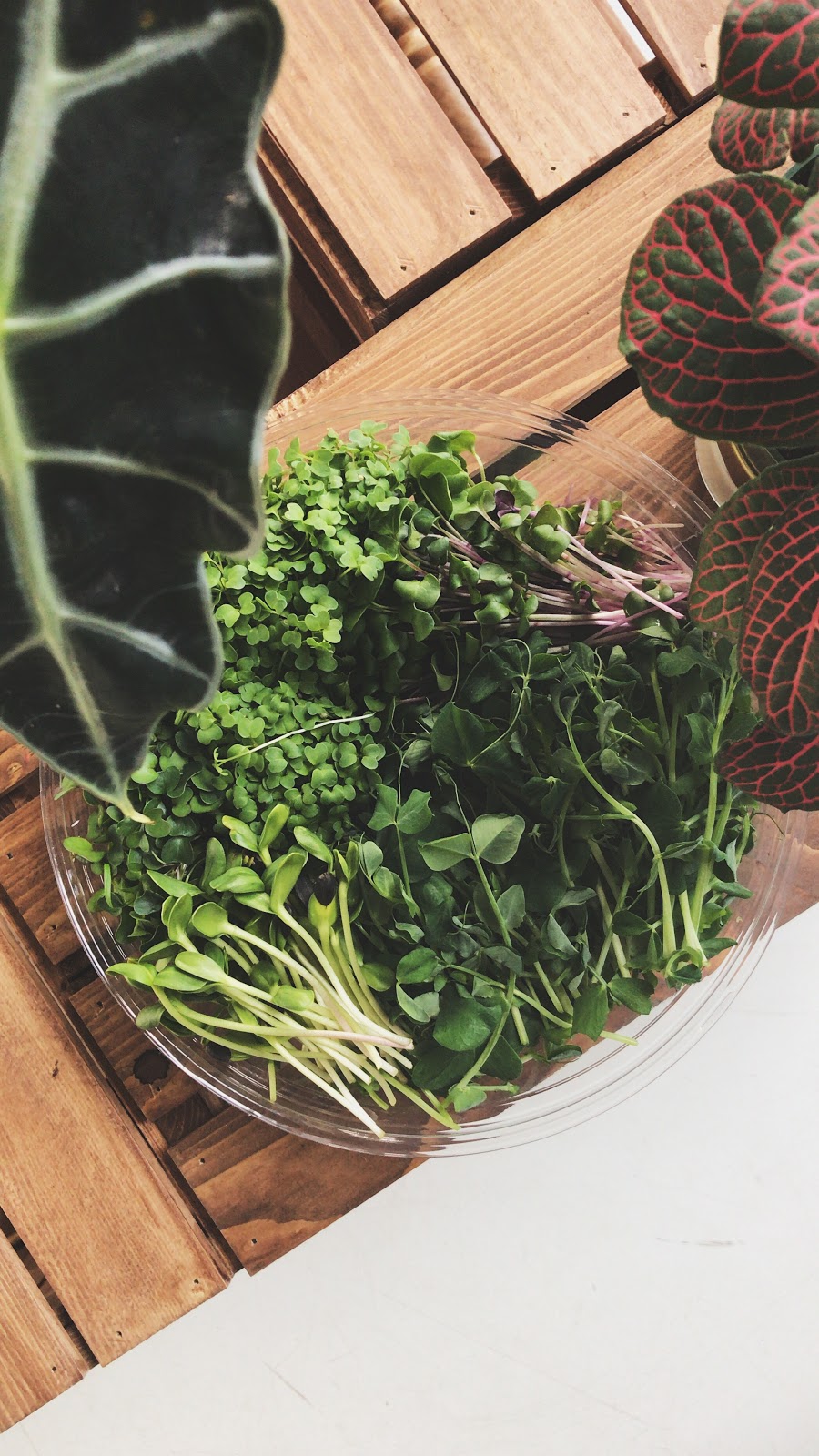 Orenda Micro Culture | 1014 Rue Albert Durand, Trois-Rivières, QC G8Z 2M7, Canada | Phone: (819) 668-2726