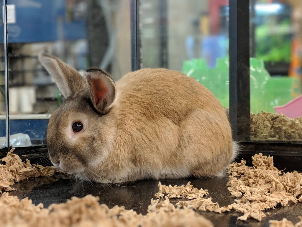 Ruffins Pet Centre (Tillsonburg) | 589 Broadway, Tillsonburg, ON N4G 3S8, Canada | Phone: (519) 688-7474
