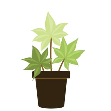 Medical Marijuana Consulting (MMC) | 29 Kilworth Park Dr, Middlesex Centre, ON N0L 1R0, Canada | Phone: (844) 312-5143