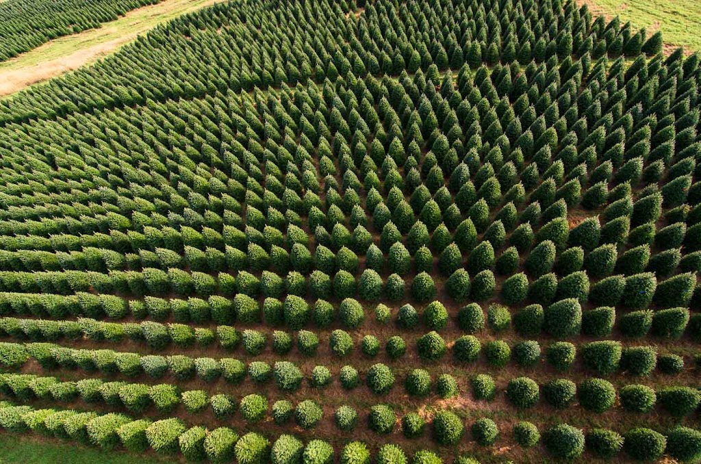 Downey Tree farm & Nursery | 6196 Chem. North, Hatley, QC J0B 4B0, Canada | Phone: (819) 566-0319