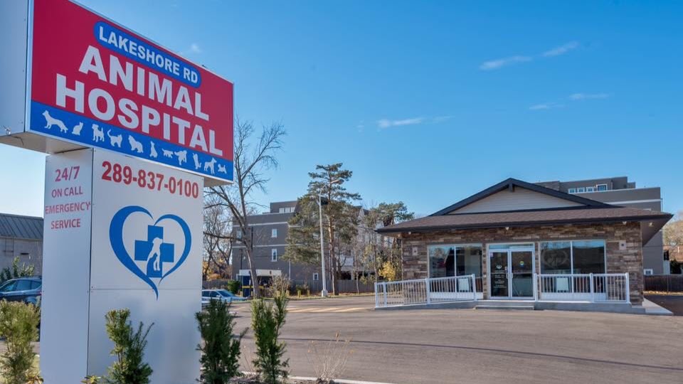 LAKESHORE ROAD ANIMAL HOSPITAL IN OAKVILLE ONTARIO | health | 2319 Lakeshore Rd W, Oakville, ON L6L 1H2, Canada | 2898370100 OR +1 289-837-0100