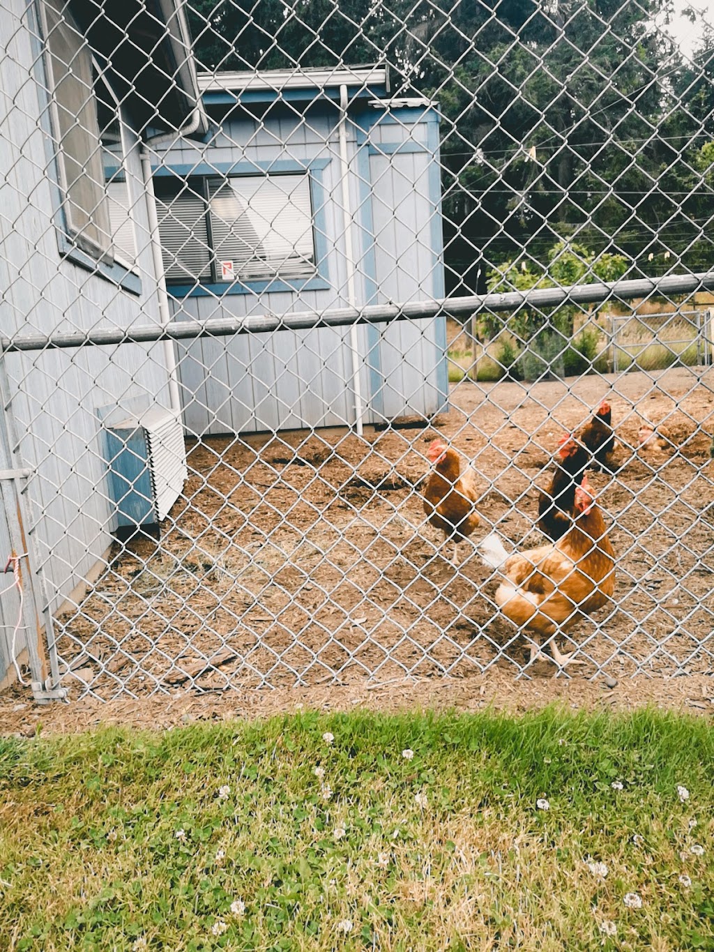 CRD Animal Shelter | 5401 Patricia Bay Hwy, Victoria, BC V8Y 2N9, Canada | Phone: (250) 658-5745