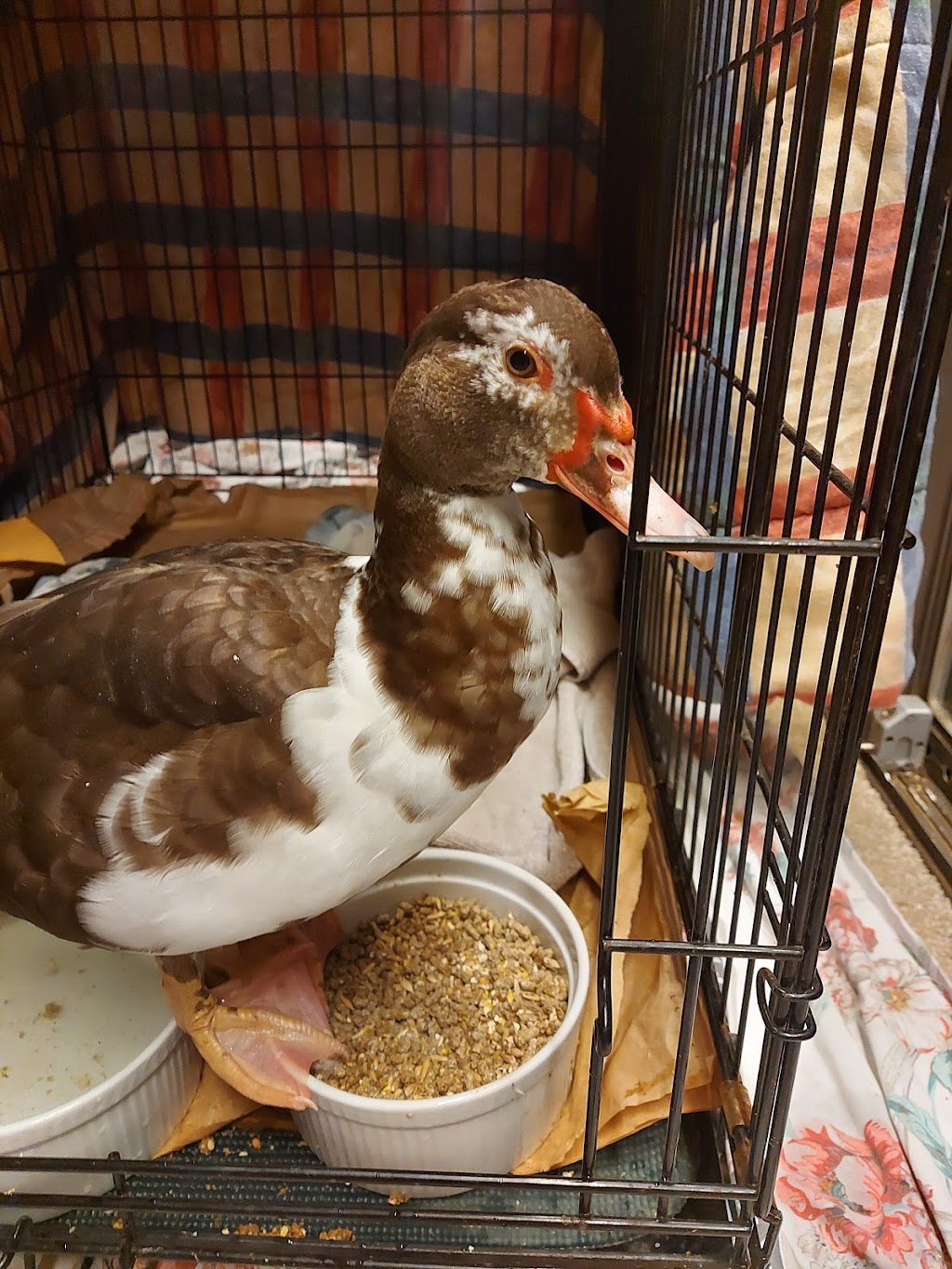 Coastal wildlife rescue and conflict resources services | 7871 Redrooffs Rd, Halfmoon Bay, BC V0N 1Y1, Canada | Phone: (604) 399-8502