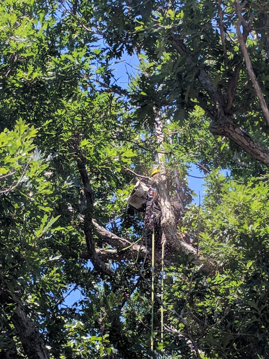 Knapp Tree Service | South Frontenac, ON K0H, Canada | Phone: (613) 929-0977