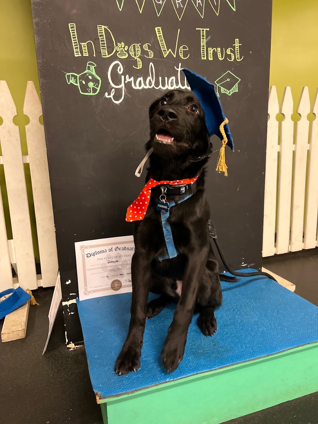 In Dogs We Trust | 1509 Commissioners Rd E, London, ON N6M 1C6, Canada | Phone: (226) 663-0558