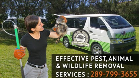 Pro Hamilton Wildlife | 54 Coral Dr, Hamilton, ON L8V 2N6, Canada | Phone: (289) 799-3655