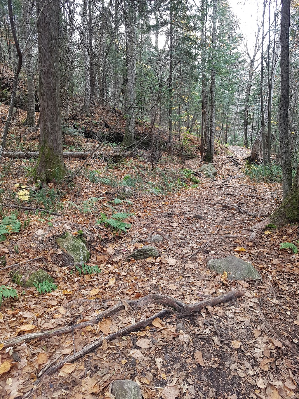 La Chouette Refuge at Mont-Sourire | Saint-Donat-de-Montcalm, QC J0T 2C0, Canada | Phone: (819) 424-2833