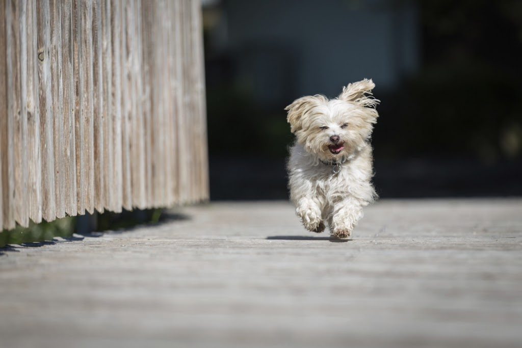 The Tortoise & The Hairless Pet Services | 34519 Lougheed Hwy #7, Mission, BC V2V 6N7, Canada | Phone: (604) 703-3248