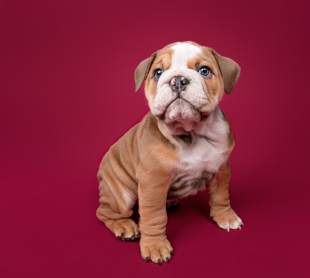 Canine Align Animal Chiropractic @ Nostos | 703 64 Ave SE Unit 170, Calgary, AB T2H 2C3, Canada | Phone: (587) 391-8611