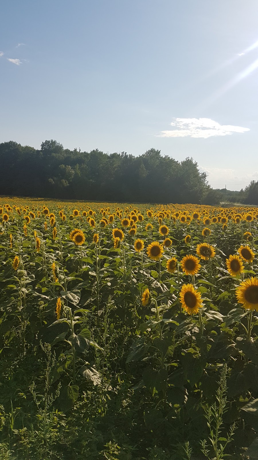 Verger Pomme d’Art | 119 Chemin de Saint-Armand, Frelighsburg, QC J0J 1C0, Canada | Phone: (450) 405-6660