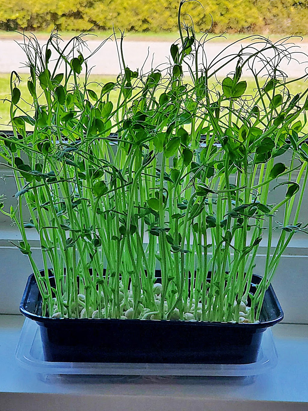 MSVFarm Microgreen kits | 109 Robin Ave, Charlottetown, PE C1A 8M5, Canada | Phone: (902) 314-1335