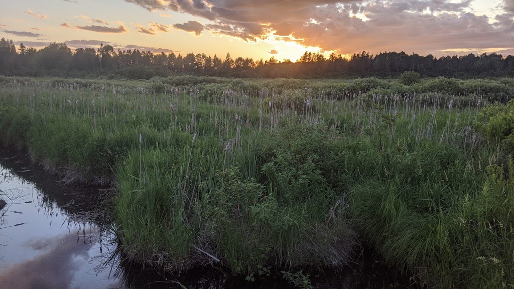 Sumac Environmental Consulting Ltd | 70 Hawthorne Crescent, Barrie, ON L4N 9Y8, Canada | Phone: (249) 880-4676