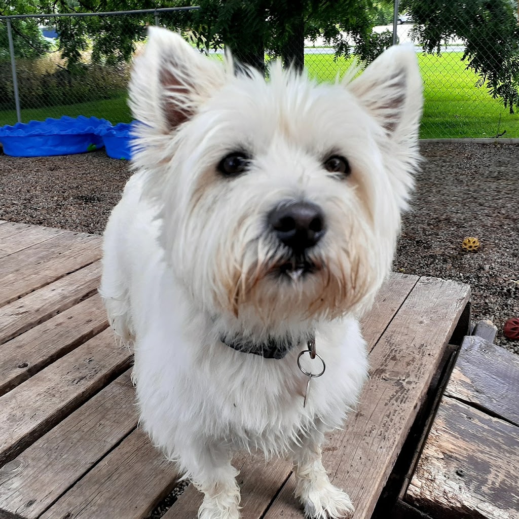 Furry Friends Inc. Doggie Daycare & Spaw | 955 Century Dr, Burlington, ON L7L 5J8, Canada | Phone: (289) 828-1367