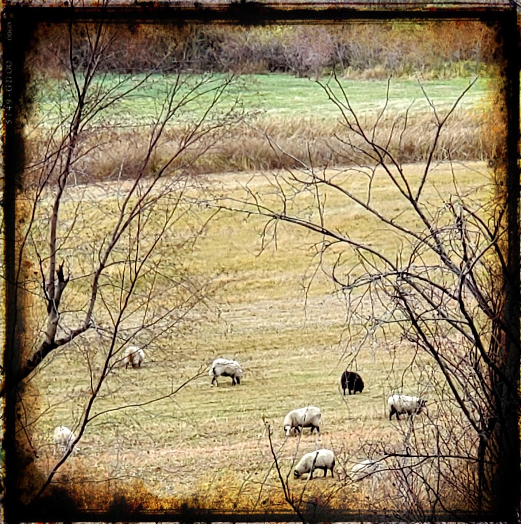 Cutlers Ranch | 2050 BC-97, Okanagan Falls, BC V0H 1R0, Canada | Phone: (250) 328-9467