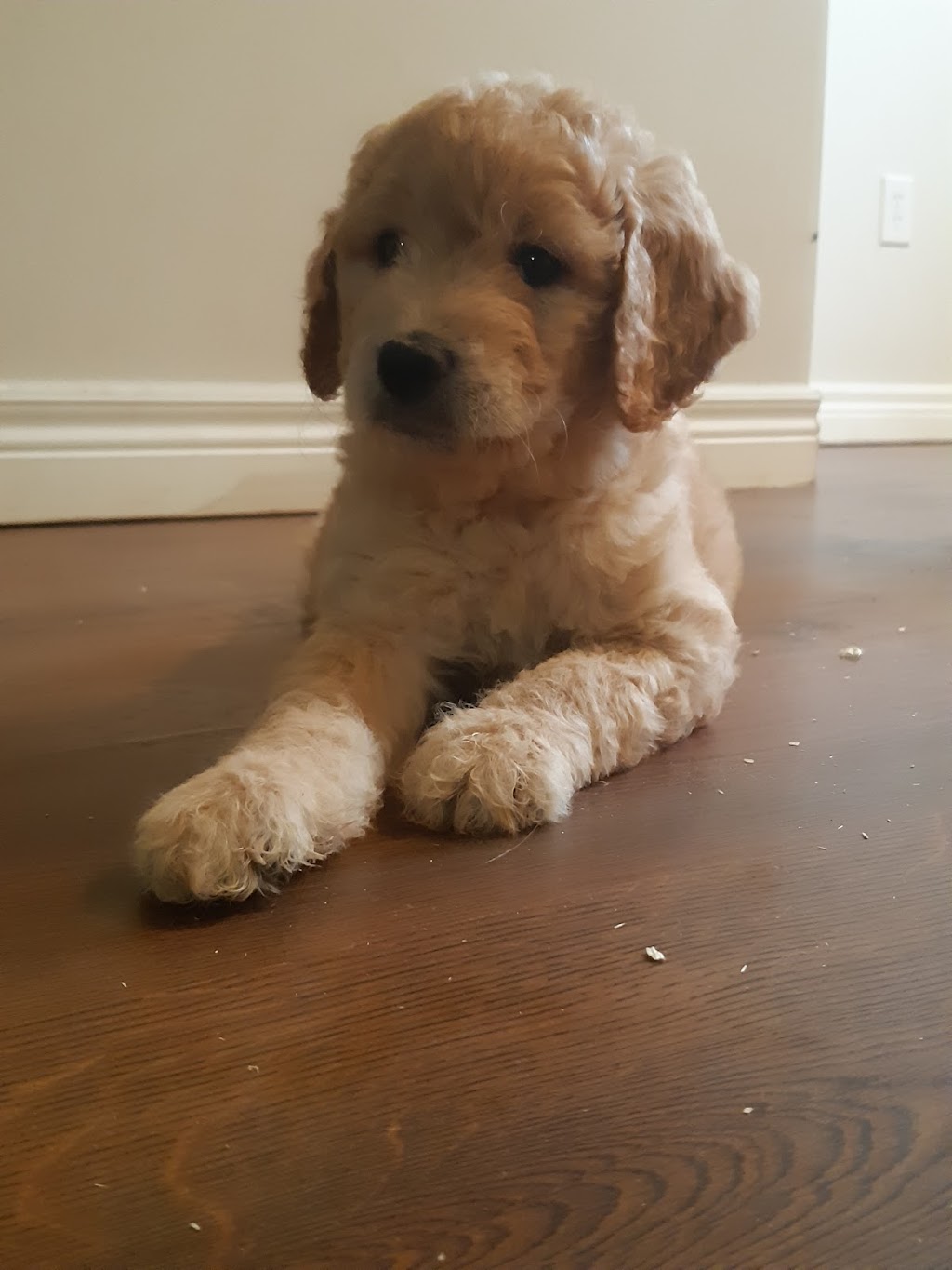 Bark About It Canine Centre | 15 Reeds Rd, Cayuga, ON N0A 1E0, Canada | Phone: (289) 673-1018