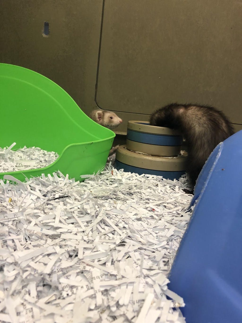 Paulmacs Pets | 9129 Commercial St, New Minas, NS B4N 3E6, Canada | Phone: (902) 681-1828