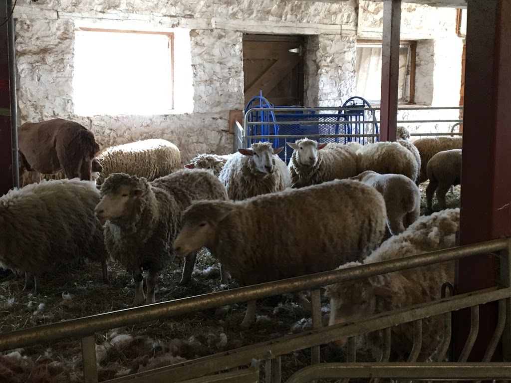 Valensbrae Sheep Farm | 1527 97, Puslinch, ON N0B 2J0, Canada | Phone: (905) 659-7253