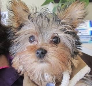 Erin Folk Animal Hospital | 4099 Erin Mills Pkwy #11, Mississauga, ON L5L 3P9, Canada | Phone: (905) 569-3647
