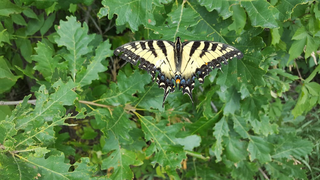 Ruigrok Tract NPCA | Caistorville Rd, Haldimand, ON N0A 1C0, Canada | Phone: (905) 892-1736