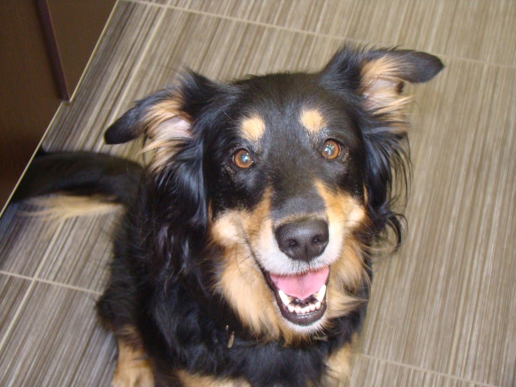 Plateau Veterinary Hospital | 147 Boulevard dEurope, Gatineau, QC J9J 0N3, Canada | Phone: (819) 775-9958
