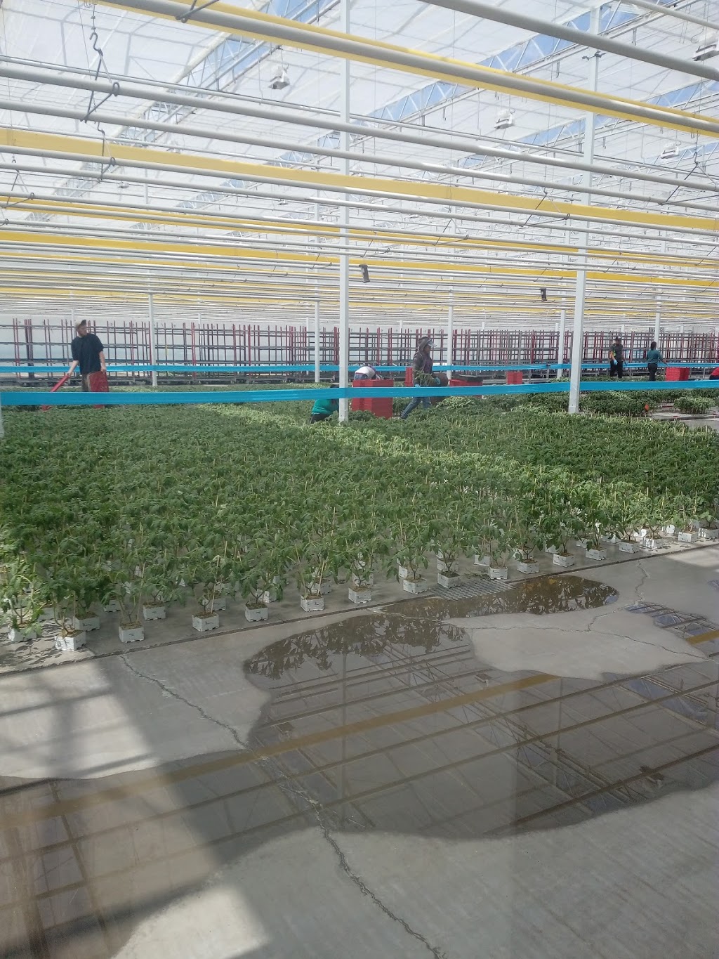 Roelands Plant Farms Inc | 5894 Douglas Line, Lambton Shores, ON N0N 1J5, Canada | Phone: (519) 786-6001