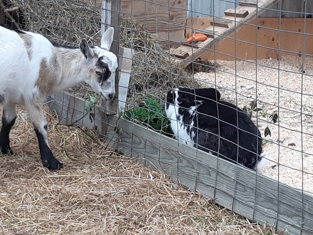 Ferme vache heureux | 2083 Chemin St Louis, Saint-Lazare, QC J7T 1Y2, Canada | Phone: (438) 929-3840