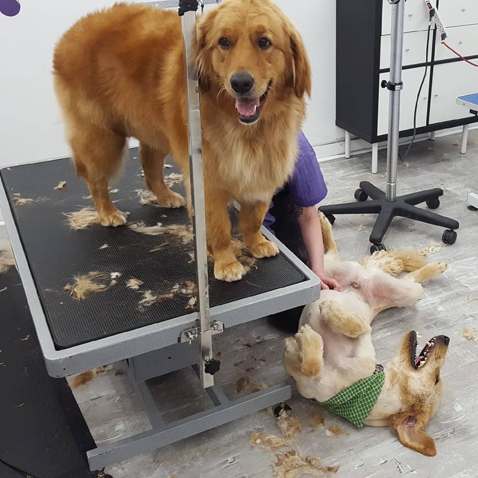 Platinum Pooch Salon | 618 King St E #2, Kitchener, ON N2G 2M1, Canada | Phone: (226) 789-0130