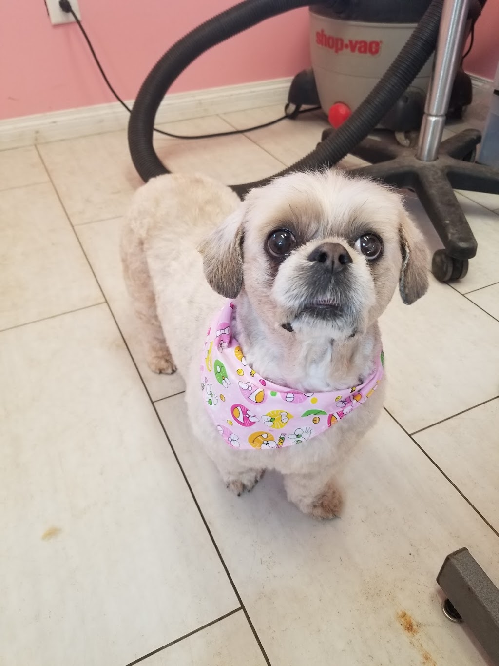 Grooming by Kerri | 63308, Range Rd 271, Jarvie, AB T0B 4B0, Canada | Phone: (780) 224-7064