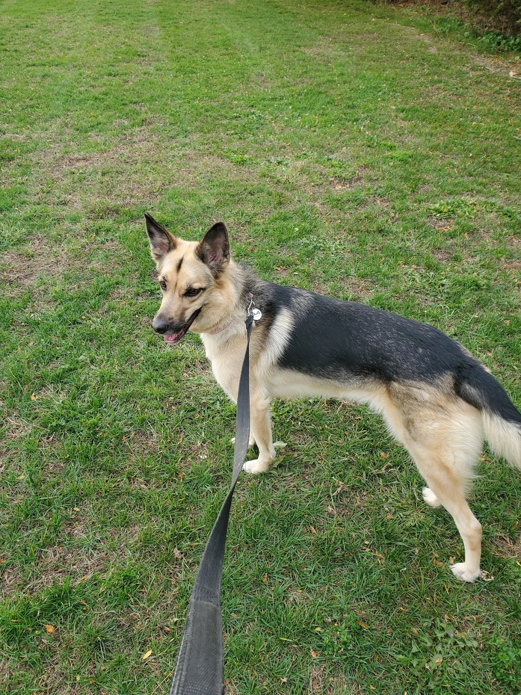 Wagzone Dog Walking & Pet Visits | 58 Graydon Dr, Mount Elgin, ON N0J 1N0, Canada | Phone: (519) 820-5359