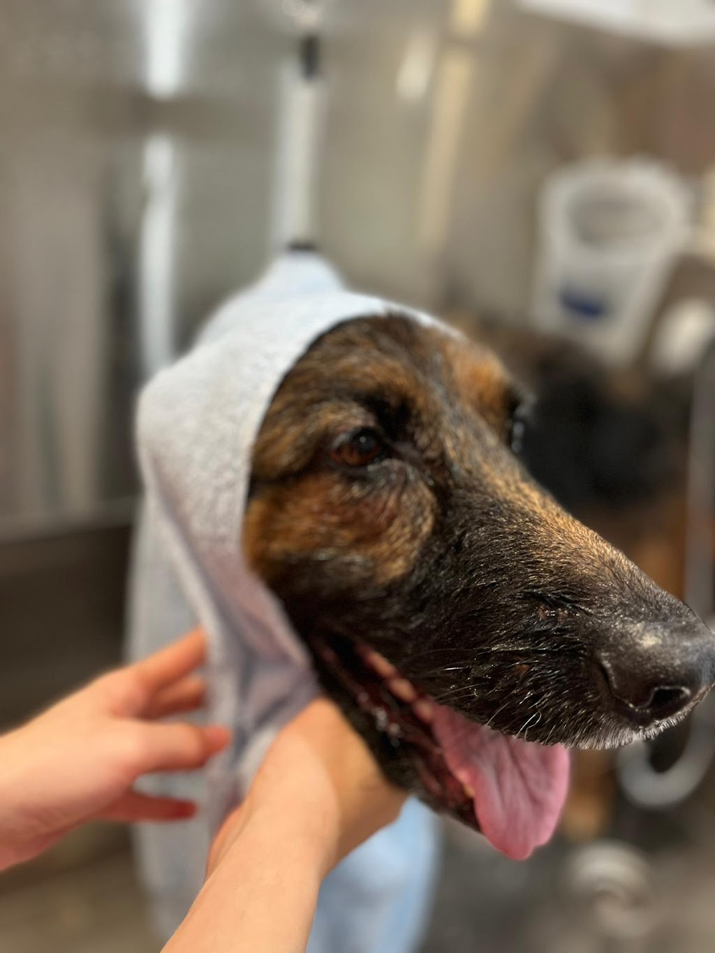 Pets Heaven Grooming | 6650 Royal Ave, West Vancouver, BC V7W 2B8, Canada | Phone: (604) 281-1101