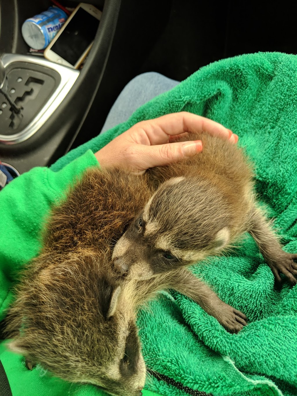 St Clair/Macomb Animal & Bird | 8128 Anchor Bay Dr, Clay Township, MI 48001, USA | Phone: (810) 794-0895