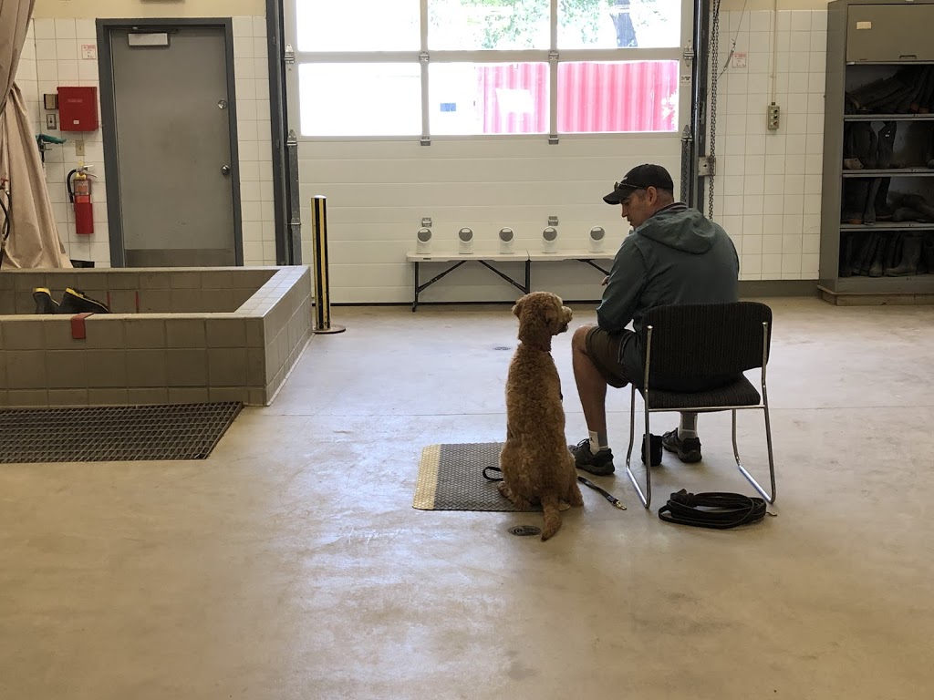 Grimmers Canine College | 59 Chemin Ohio, Shédiac, NB E4P 2J8, Canada | Phone: (506) 532-8852
